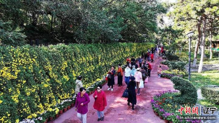 沈阳中山公园菊展时间__沈阳中山公园菊花